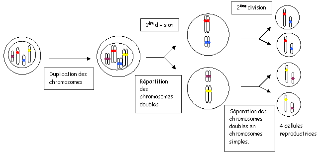 schema de la rencontre des cellules reproductrices